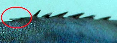 Trachinotus ovatus_014